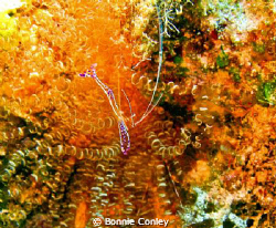 Pederson Cleaner Shrimp seen in Grand Cayman August 2010.... by Bonnie Conley 